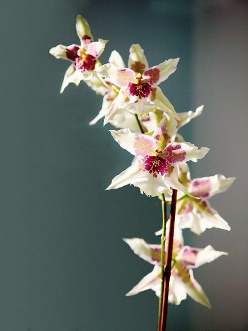 Orchideen Pflege Tipps und Wissenswertes über die exotischen Schönheiten weiß lilane orchidee sternförmig