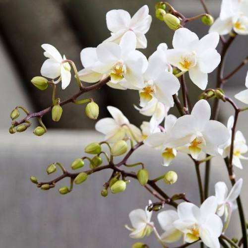 Orchideen Pflege Tipps und Wissenswertes über die exotischen Schönheiten weiße creme orchidee schöne blüten