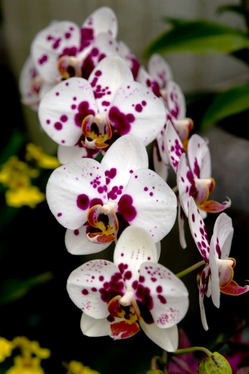 Orchideen Pflege Tipps und Wissenswertes über die exotischen Schönheiten weiße orchidee mit lilanen punkten