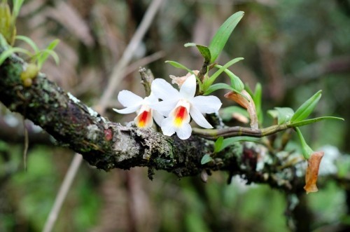 Orchideen Pflege Tipps und Wissenswertes über die exotischen Schönheiten wilde pflanze auf einem ast