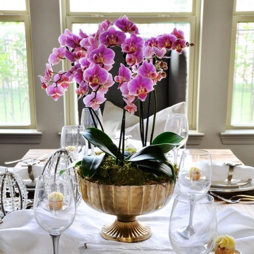 Orchideen Pflege Tipps und Wissenswertes über die exotischen Schönheiten zentralstück tischdeko gold topf