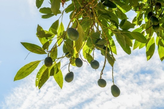 avocado pflanze avocado züchten