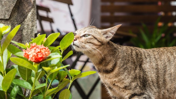 5 giftige Pflanzen für Katzen, die Sie meiden sollten