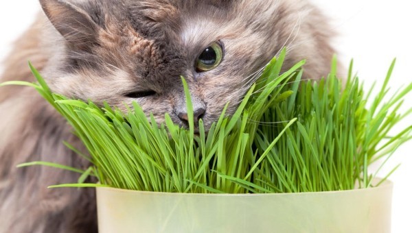 5 giftige Pflanzen für Katzen, die Sie meiden sollten katzengras verschaffen