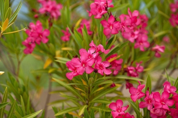 5 giftige Pflanzen für Katzen, die Sie meiden sollten oleander dunkelrosa riskant
