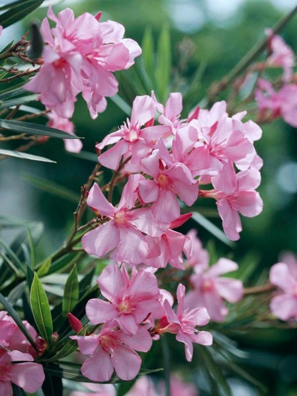 5 giftige Pflanzen für Katzen, die Sie meiden sollten oleander rosa gefährlich