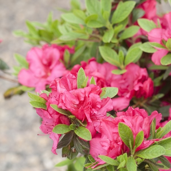 5 giftige Pflanzen für Katzen, die Sie meiden sollten rhododendren azaleen gefählich und hübsch