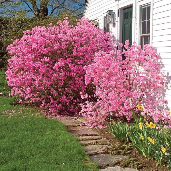 5 giftige Pflanzen für Katzen, die Sie meiden sollten rhododendron rosa groß gefahr