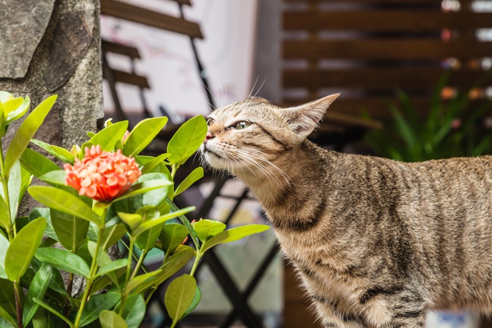 5 giftige Pflanzen für Katzen, die Sie meiden sollten