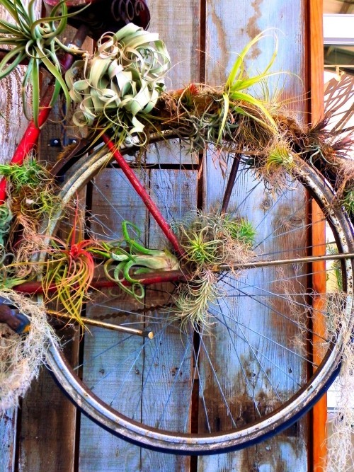 Diese 60 DIY hängende Gärten liegen voll im Trend fahrrad reifen luftpflanzen