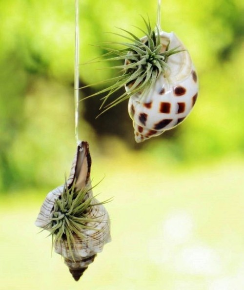 Diese 60 DIY hängende Gärten liegen voll im Trend muscheln schnecken häuser luftpflanze