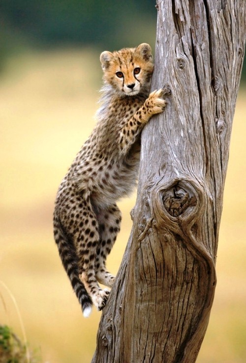 Leicht und kreativ Kratzbäume für Katzen selber bauen baby gepard klettert baum hoch
