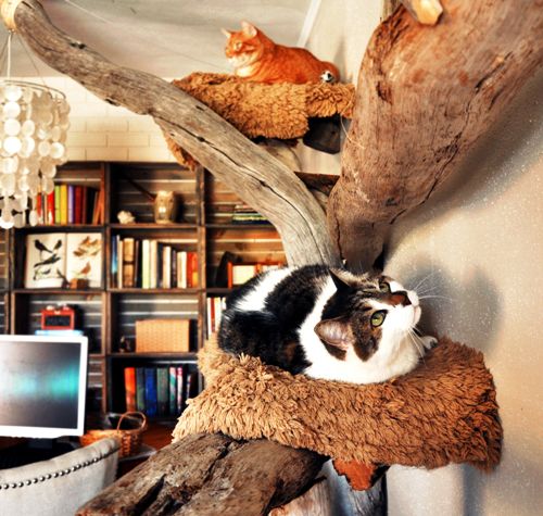 Leicht und kreativ Kratzbäume für Katzen selber bauen kletterbaum aus treibholz süße katzen