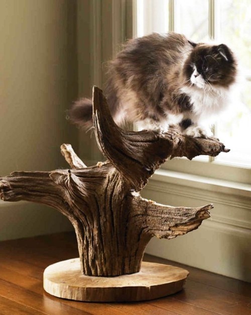 Leicht und kreativ Kratzbäume für Katzen selber bauen naturholz rohes holz kletterbaum