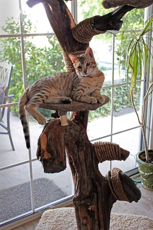 Leicht und kreativ Kratzbäume für Katzen selber bauen naturholz treibholz ast kratzbaum