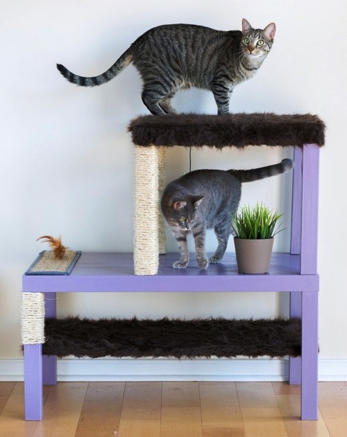 Leicht und kreativ Kratzbäume für Katzen selber bauen regal umwandeln lila zwei katzen