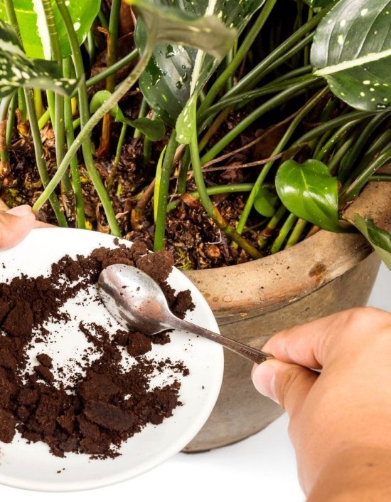 Richtig und vielfältig Kaffeesatz als Dünger im Garten anwenden kaffe zu den pflanzen geben und unterhacken