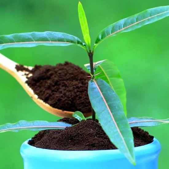 Richtig und vielfältig Kaffeesatz als Dünger im Garten anwenden kleine pflanze düngen
