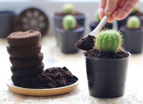 Richtig und vielfältig Kaffeesatz als Dünger im Garten anwenden kleiner kaktus mit kaffee füttern