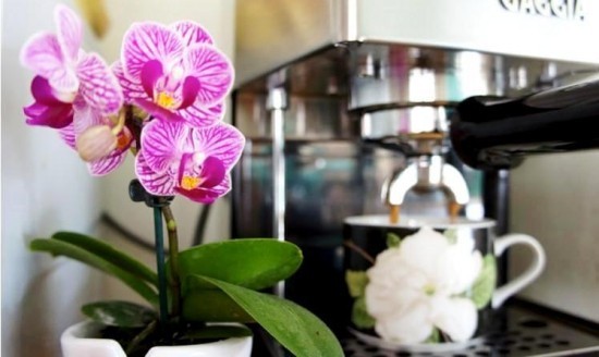 Richtig und vielfältig Kaffeesatz als Dünger im Garten anwenden orchideen mit kaffee füttern