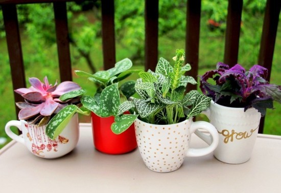 Richtig und vielfältig Kaffeesatz als Dünger im Garten anwenden pflanzen in kaffeetassen