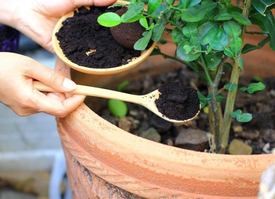 Richtig und vielfältig Kaffeesatz als Dünger im Garten anwenden pflanzen mit kaffee düngen