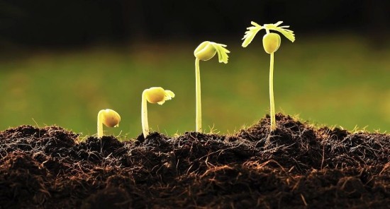 Wurmkiste anbauen und die Vorteile vom eigenen Bio-Dünger ernten junge pflanzen wachsen schneller mit wurmhumus