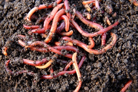 Wurmkiste anbauen und die Vorteile vom eigenen Bio-Dünger ernten kompostwürmer bei der arbeit