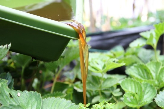 Wurmkiste anbauen und die Vorteile vom eigenen Bio-Dünger ernten wurmtee den pflanzen geben