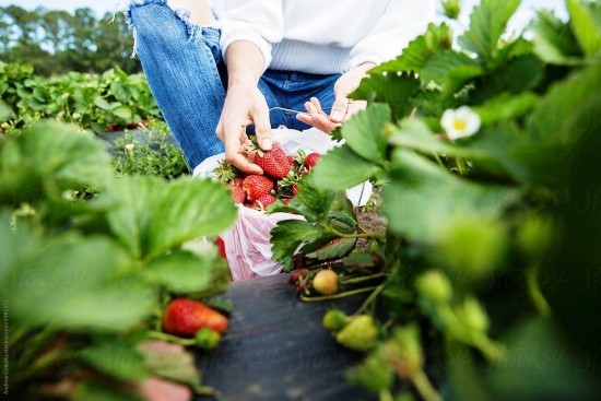 Top Tipps zum Erdbeeren selber pflücken beeren am feld selber pflücken