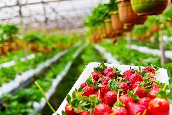 Top Tipps zum Erdbeeren selber pflücken erdbeer farm töpfe