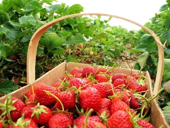 Top Tipps zum Erdbeeren selber pflücken erdbeer körbchen beeren feld