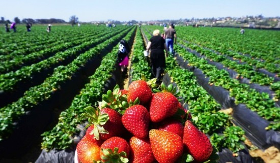 Top Tipps zum Erdbeeren selber pflücken erdbeerfarm zum selber pflücken