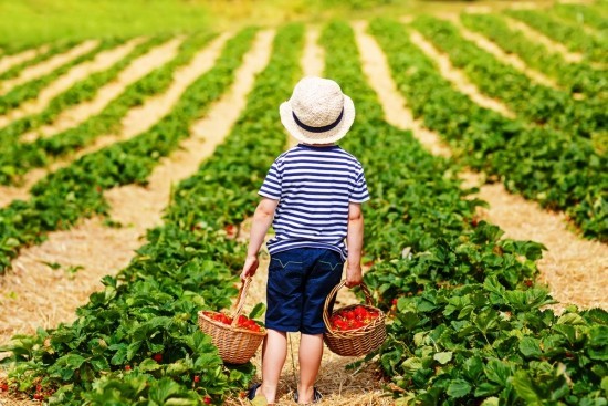 Top Tipps zum Erdbeeren selber pflücken kind mit zwei körbchen mit erdbeeren