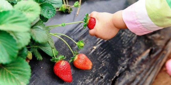 Top Tipps zum Erdbeeren selber pflücken kind pflückt reife beeren