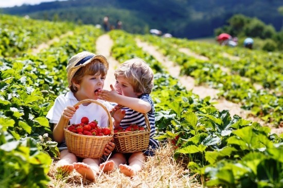 Top Tipps zum Erdbeeren selber pflücken kinder am feld pflücken essen