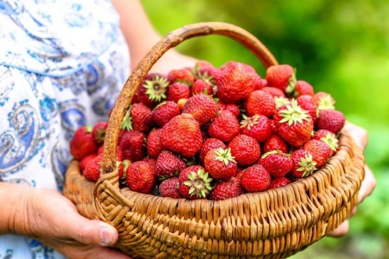 Top Tipps zum Erdbeeren selber pflücken körbchen voll von beeren