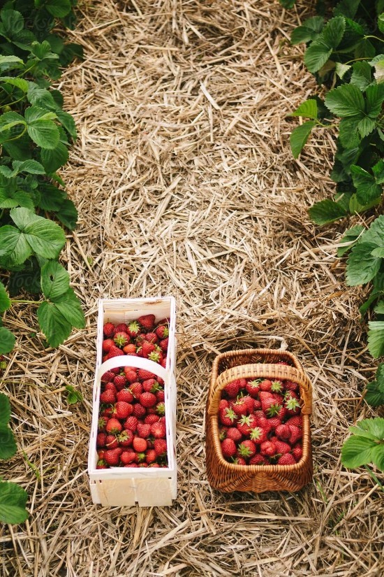 Top Tipps zum Erdbeeren selber pflücken körbchen wählen und beeren pflücken gehen