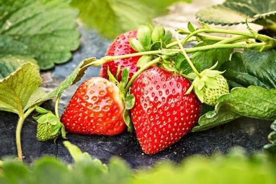 Top Tipps zum Erdbeeren selber pflücken reife beeren am stiel