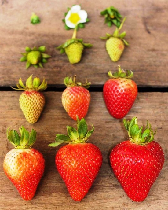 Top Tipps zum Erdbeeren selber pflücken reife prozess erdbeere