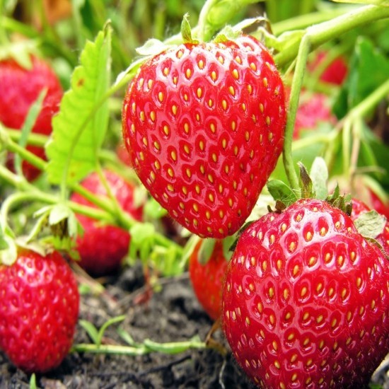 Top Tipps zum Erdbeeren selber pflücken reife rote beeren am stiel