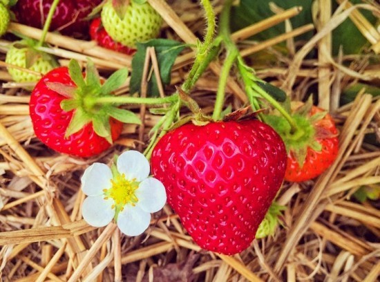 Top Tipps zum Erdbeeren selber pflücken rote beeren blüte heu