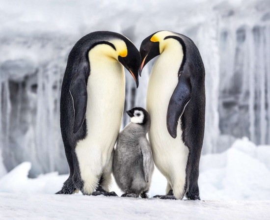 Wann ist Vatertag 2019 10 unglaubliche Fakten! pinguine besten vater