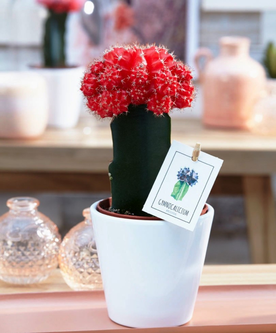 Die beliebtesten Kaktus Arten für den Innenraum Erdbeerkaktus (Gymnocalycium mihanovichii) in tasse wachsen rot