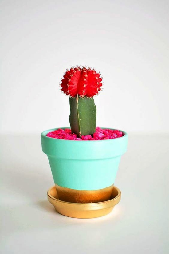 Die beliebtesten Kaktus Arten für den Innenraum Erdbeerkaktus (Gymnocalycium mihanovichii) rot in buntem lustigen topf