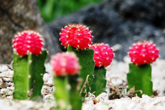 Die beliebtesten Kaktus Arten für den Innenraum Erdbeerkaktus (Gymnocalycium mihanovichii) rot in kieselsteinen