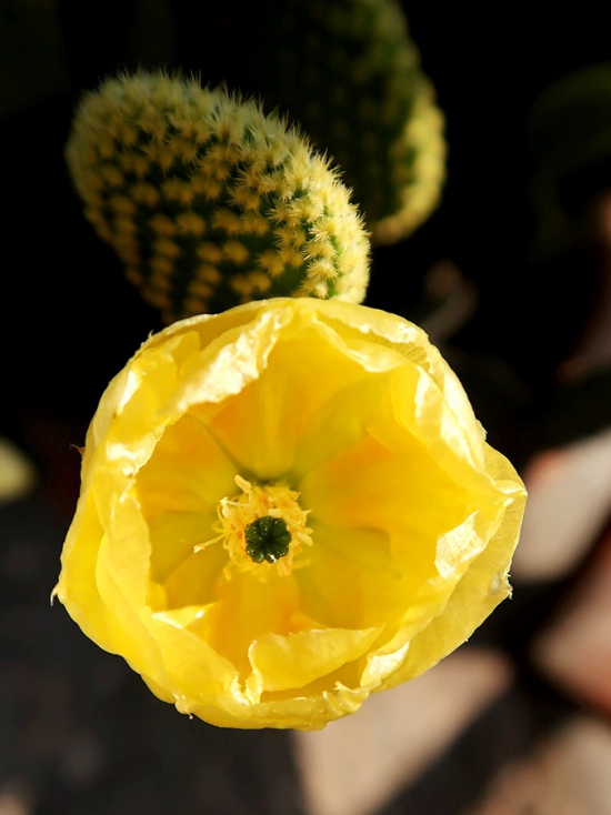 Die beliebtesten Kaktus Arten für den Innenraum Hasenohrkaktus (Opuntia microdasys) gelbe blüte schön
