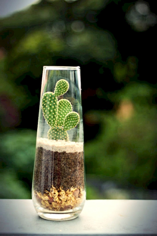 Die beliebtesten Kaktus Arten für den Innenraum Hasenohrkaktus (Opuntia microdasys) kaktus im glas vase