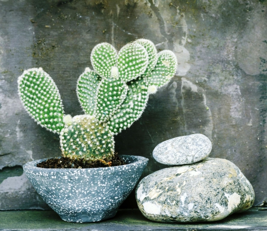 Die beliebtesten Kaktus Arten für den Innenraum Hasenohrkaktus (Opuntia microdasys) vintage topf schüssel