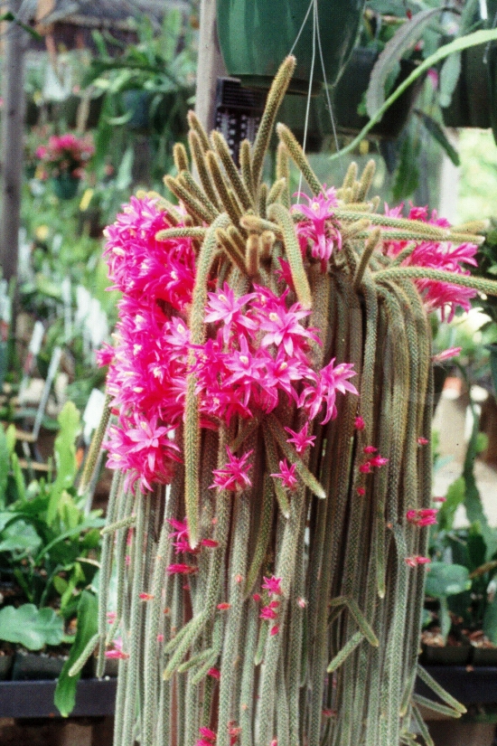 Die beliebtesten Kaktus Arten für den Innenraum Peitschenkaktus (Aporocactus flagelliformis) lang rosa blüten